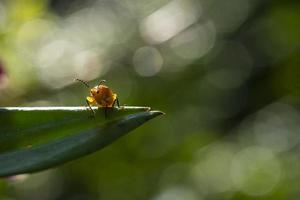 Small yellow insect on leaf.Bokeh light free space for text.