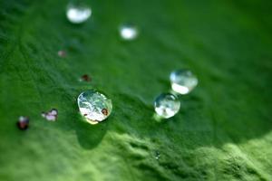 Water droplets on lotus leaf. Free space for blurred text. photo