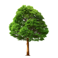 Isolated trees on without background png