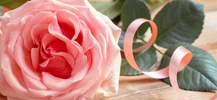 Gentle pale peach color rose close up with with ribbon. Festive banner. Valentine's Day, wedding. photo