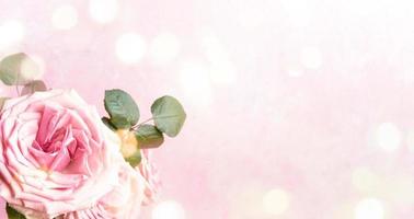 Pink roses on gentle pastel pink background with bokeh lights. Floral festive banner. Copy space. photo