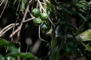 racimo de macadamia nueces colgando en árbol. foto