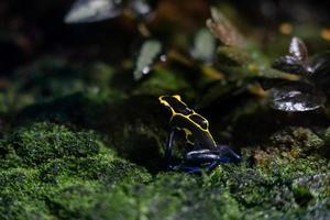 dendrobates tintorio, tintura flecha venenosa rana. foto