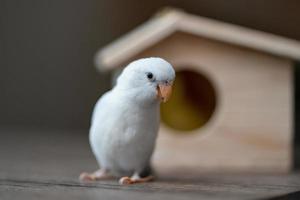 Birds in a birdhouse, tiny parrot parakeet, white forpus bird. photo