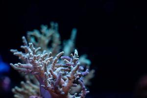 Underwater coral reef tropical sea view. photo
