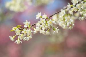 Close up branches of white  blossom with blue sky background. photo