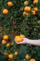 mano alcanzando Mandarina desde el árbol a cosecha. foto