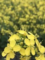 Rape flower macro view 4K photo