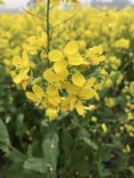 amarillo violación flor para sano comida petróleo campo foto