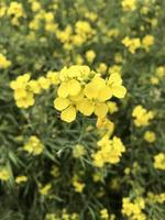 Yellow rape flowers field photo