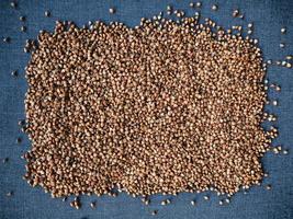 Autumn harvest of grain grain, full screen of whole grains photo