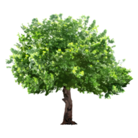 Isolated trees on without background png