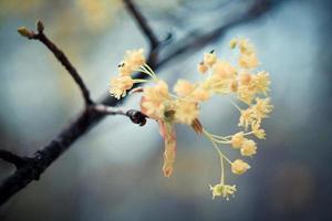 Close up linden blossoms in early spring concept photo