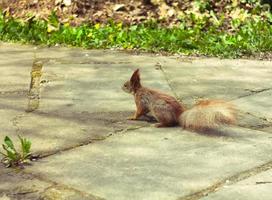 Close up wild squirrel looking away on brick pathway in park concept photo