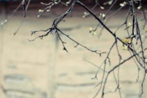 Close up hanging dried branches near house exterior wall concept photo