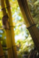 Close up artificial bamboo stalks concept photo
