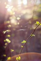 Close up twig with young leaves and thin web line concept photo