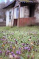 Close up deadnettle plant ground cover near house concept photo