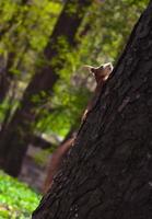 Close up wild small squirrel climbing up tree in park concept photo