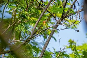 Blue-tailed bee-eater perched on tree photo