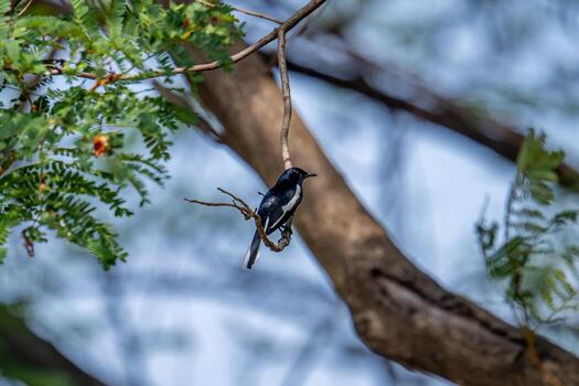 Urraca oriental petirrojo posado en un árbol foto