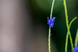 blue flower, snake weed blooming in the garden photo