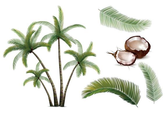 Coconut Palm Realistic Set