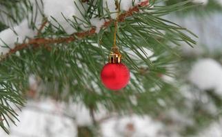 The defocused background of Fir green branches are decorated with small red ball. Selective focus. Snow-covered spruce pine branches. photo