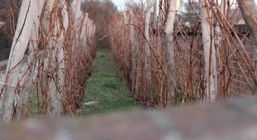 Winter or autumn vineyard without leaves, close up view of vineyard vine. Row spacing. Vineyard field photo