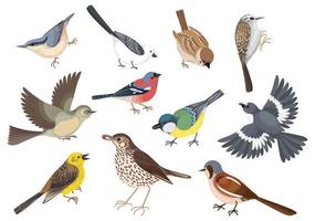 dibujos animados aves icono conjunto vector