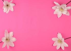 white flowers of clematis on a pink background photo