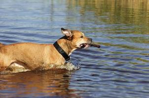 American pit bull runs on water with a stick in his mouth photo