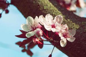 Blooming cherry tree, vintage toning photo