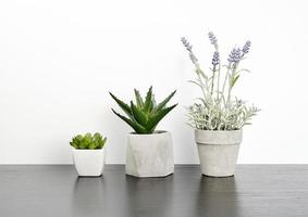 three ceramic pots with plants on a black table photo