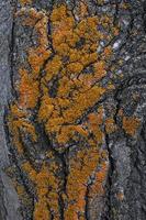 Fragment of tree bark poplar with orange moss photo