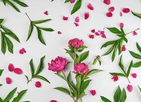 pink blooming peonies with green leaves photo