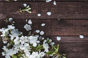 Cherry branch with white flowers photo