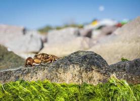 cangrejo de mar se sienta en una roca con algas verdes foto