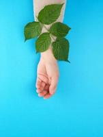 female hand and green leaves, top view photo