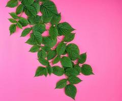 fresh green leaves of raspberry on a pink background photo