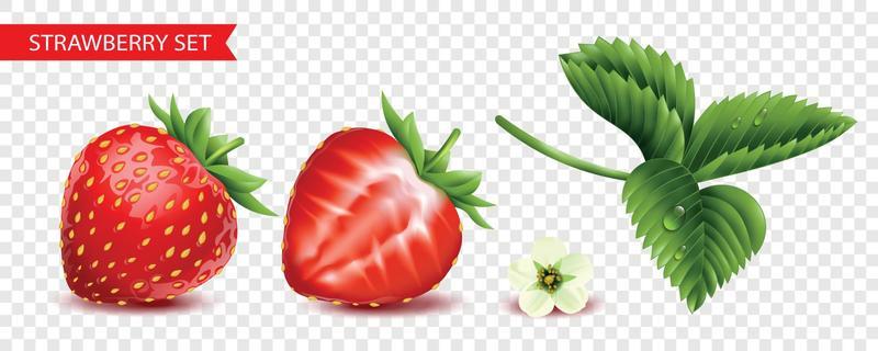 Strawberry Vector Art, Icons, and Graphics for Free Download