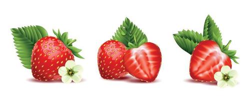 Strawberry Realistic Compositions vector