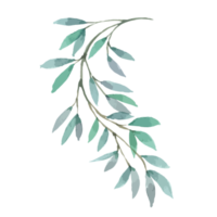 vattenfärg löv växt eukalyptus png