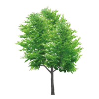 Isolated trees on without background png