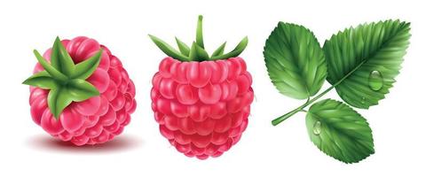 Realistic Raspberry Set vector