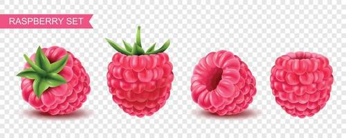 Realistic Raspberry Set vector