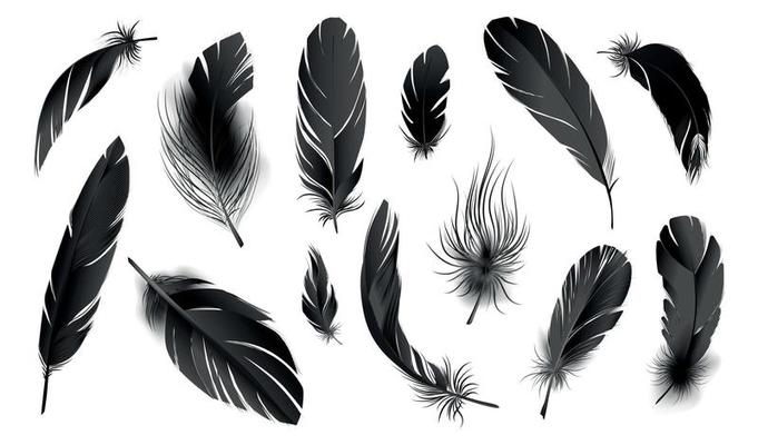 Realistic Black Feathers Set