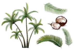 Coco palma realista conjunto vector