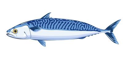 Mackerel isolated on white background. vector