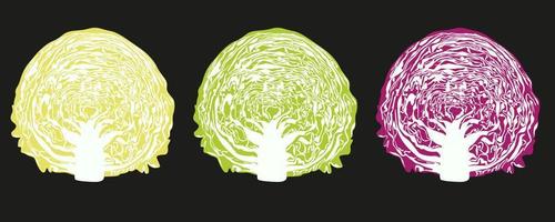 cabbage illustration Vector red cabbage isolated on background. Whole half